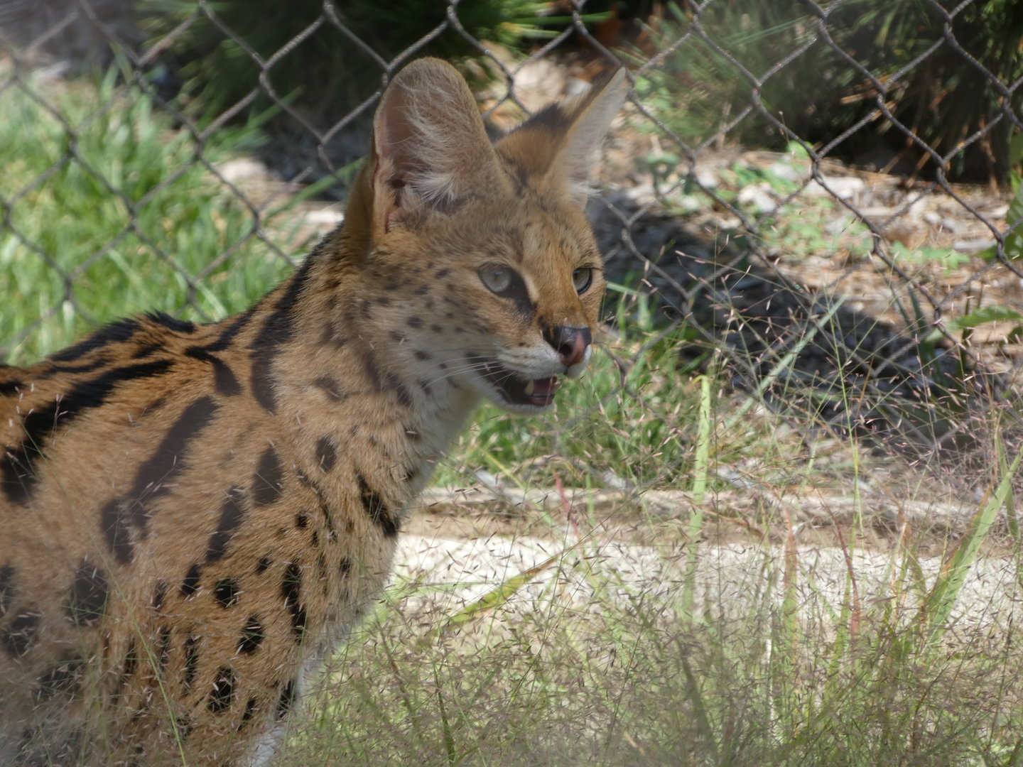 Serval at the Greensboro Science Center