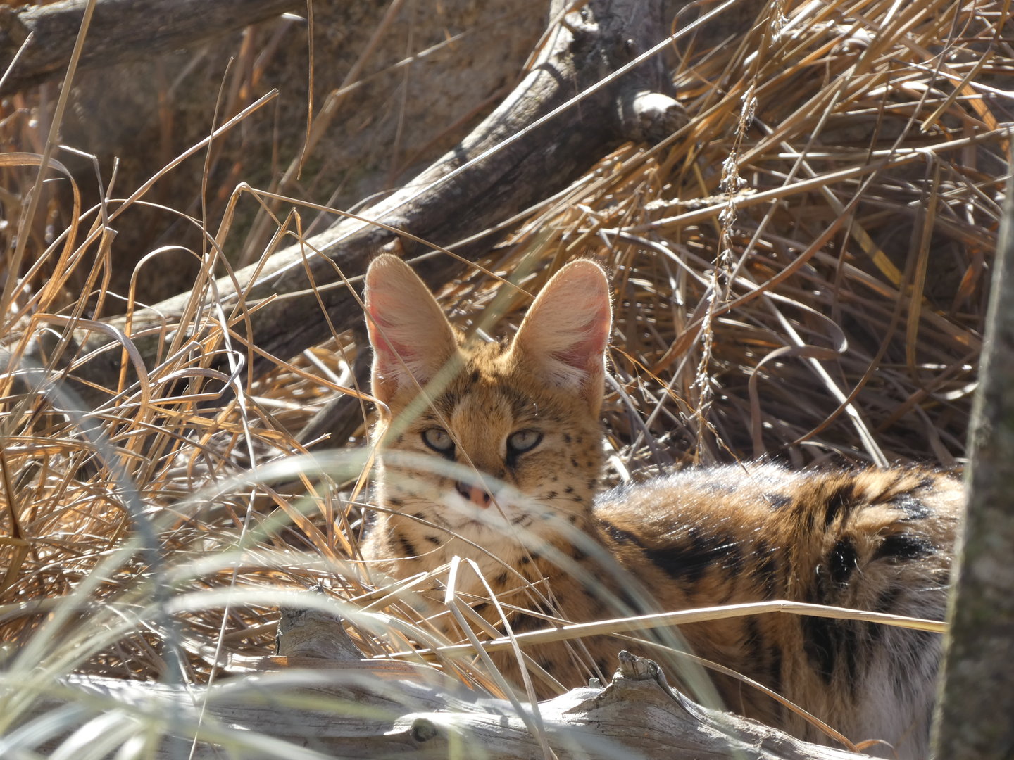 Serval at the Greensboro Science Center