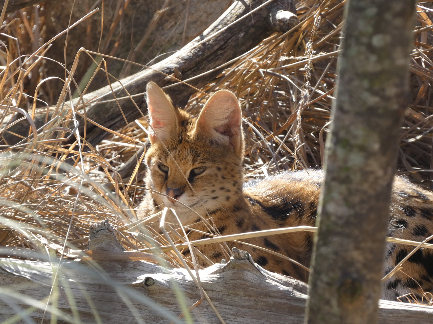 Serval at the Greensboro Science Center