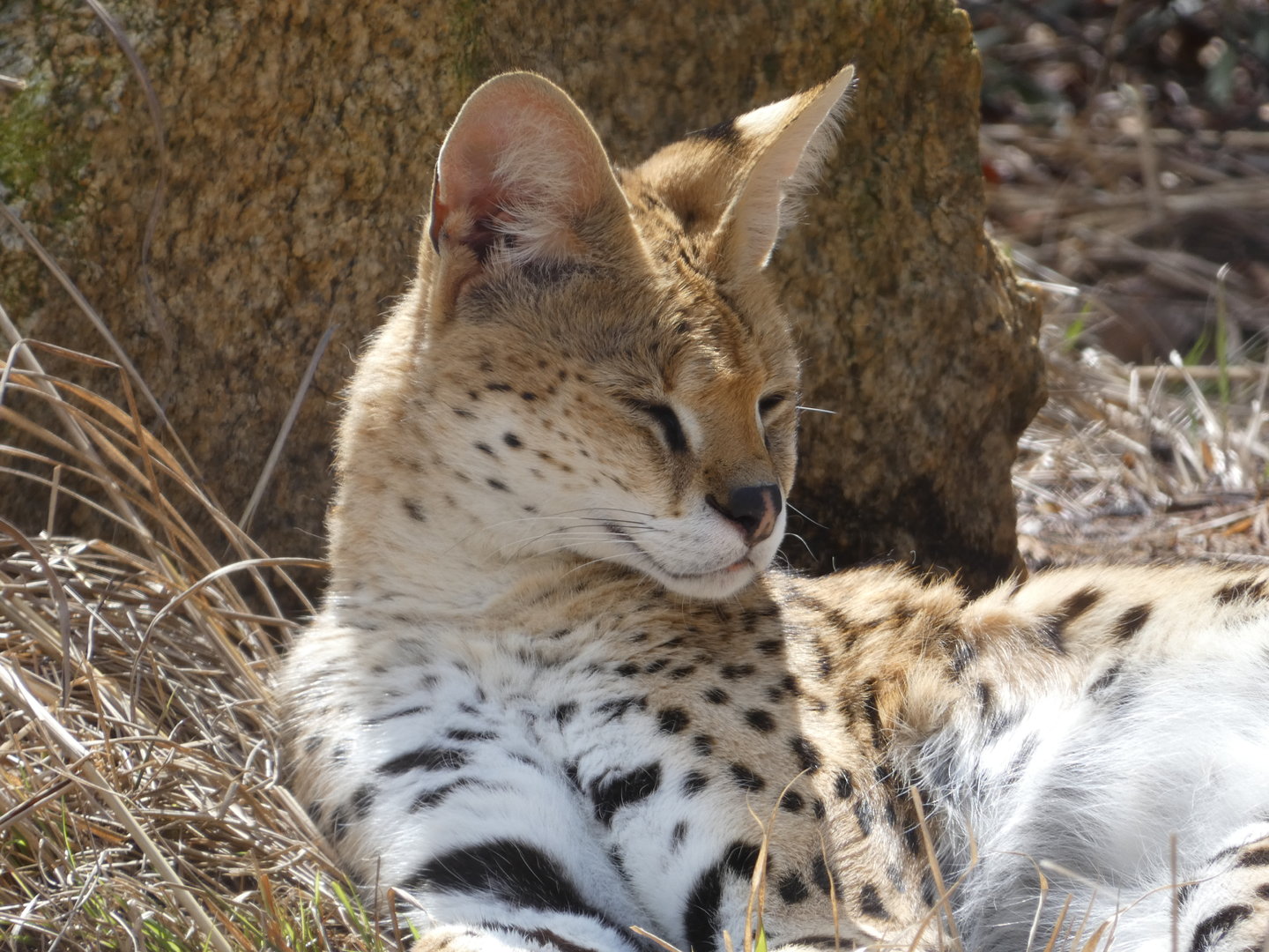 Serval at the Greensboro Science Center