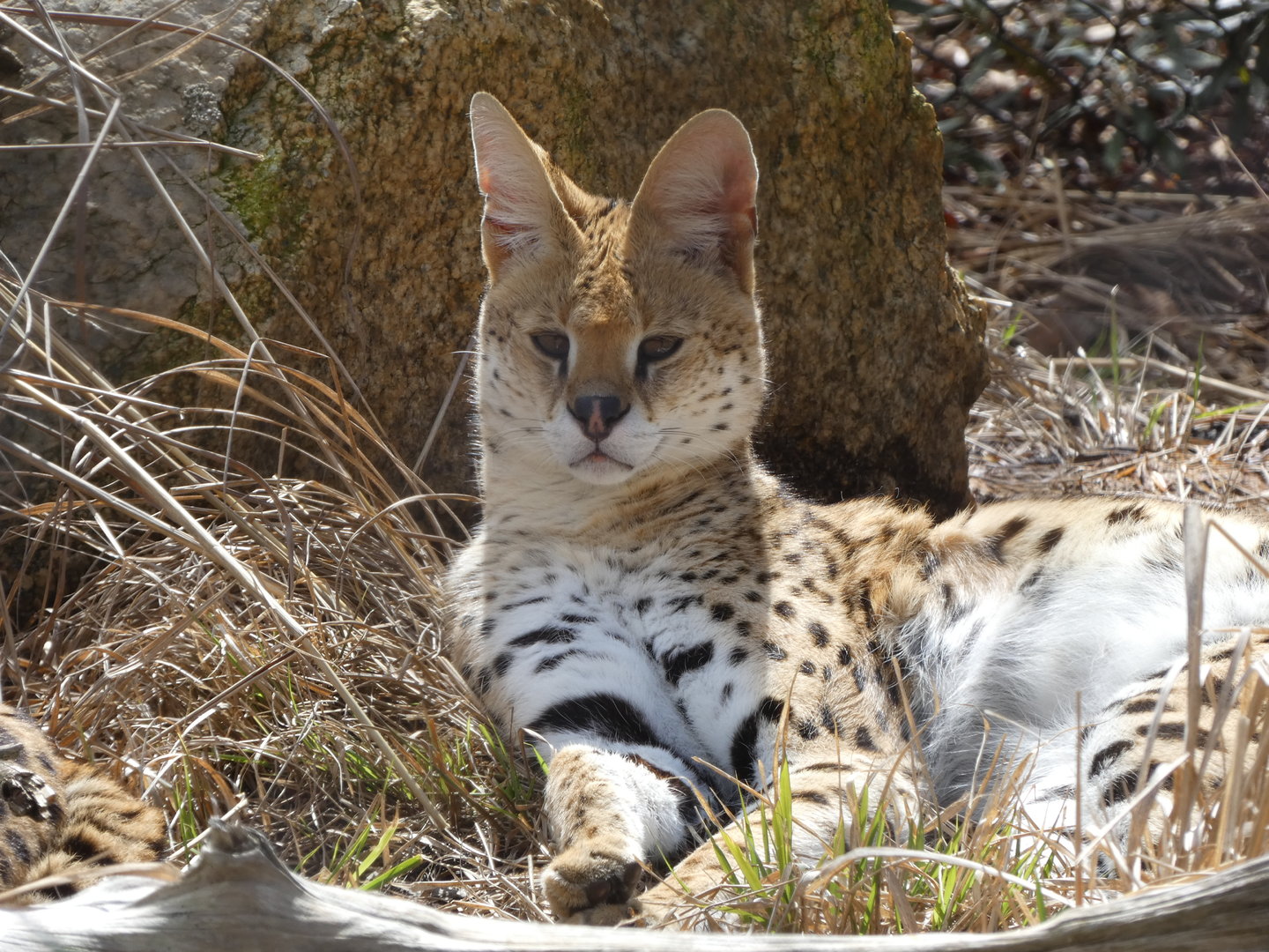 Serval at the Greensboro Science Center