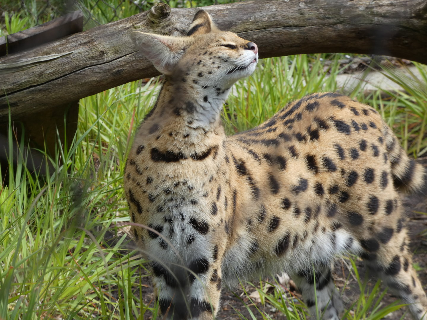 Serval at the Greensboro Science Center