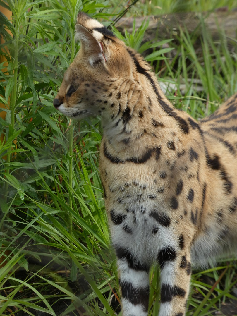Serval at the Greensboro Science Center