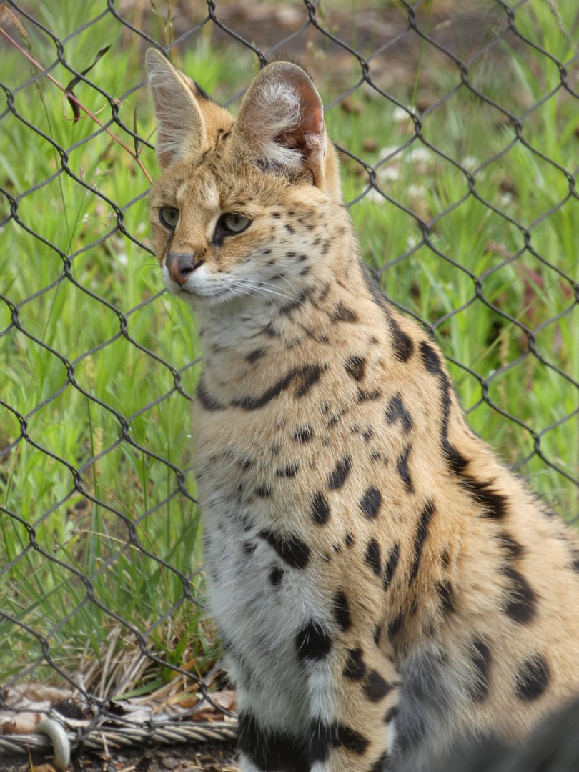 Serval at the Greensboro Science Center