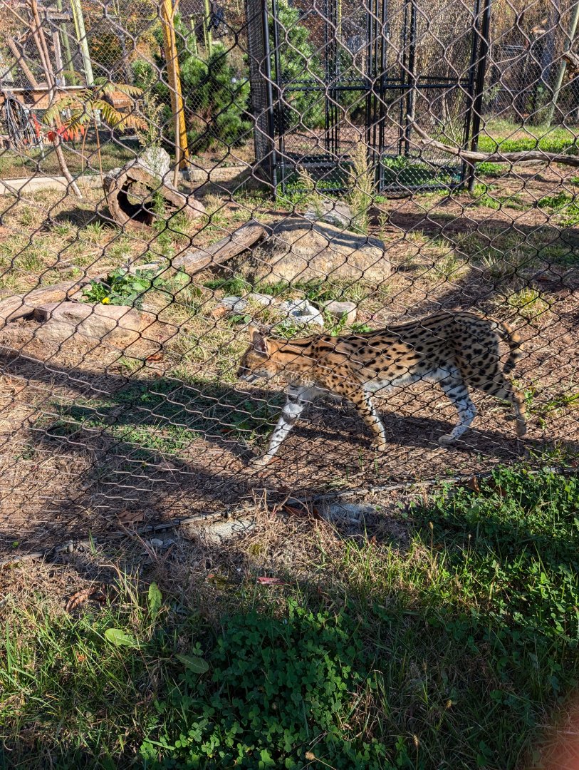 Serval at the Greensboro Science Center