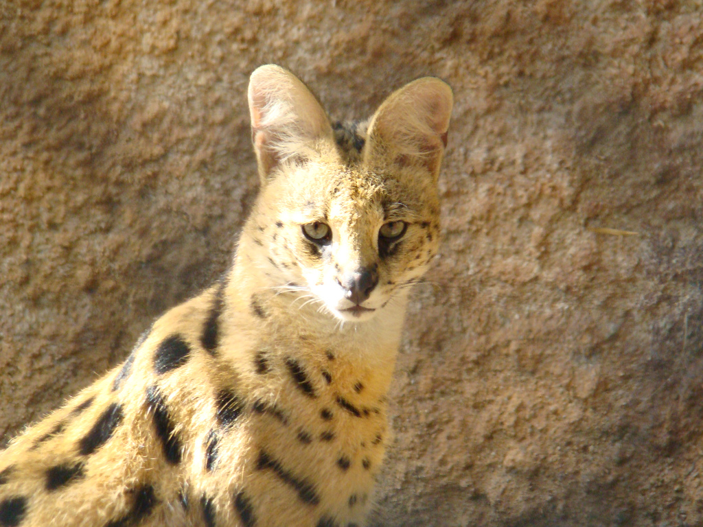 Serval at the Los Angeles Zoo