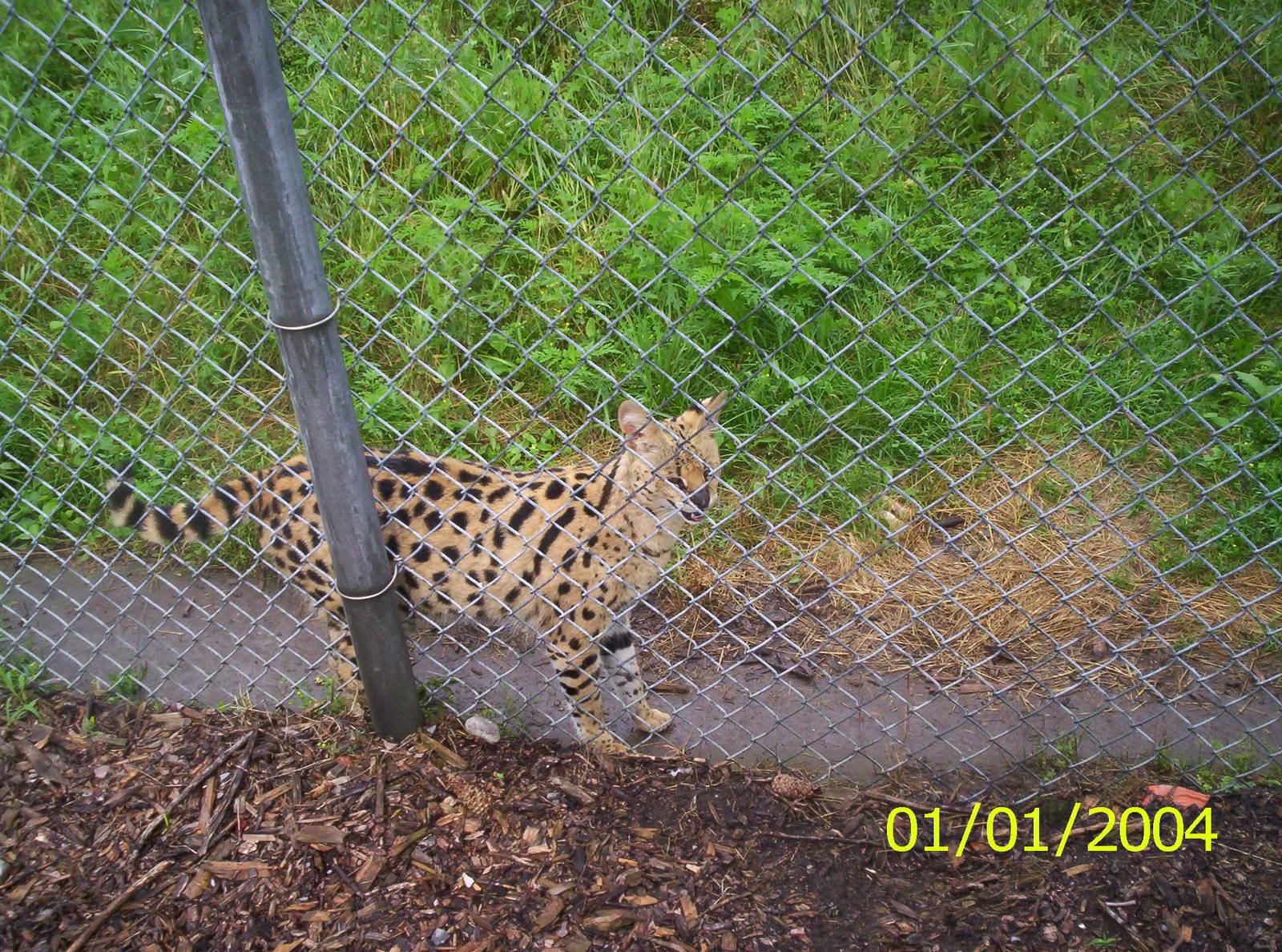 Serval  at the Peterborough Zoo