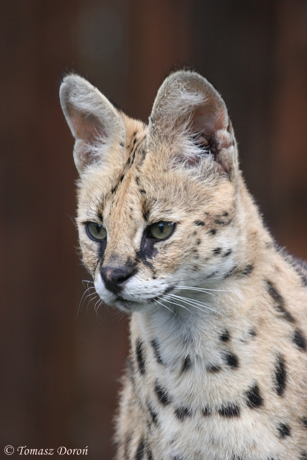 Serval at Zamosc Zoo