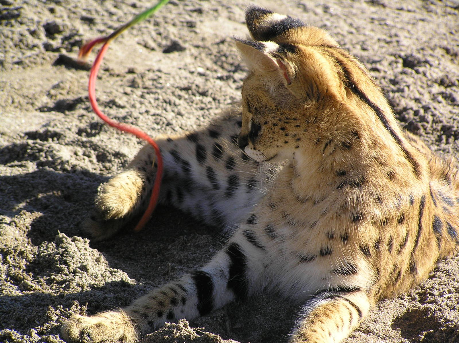 Serval - Auckland 04