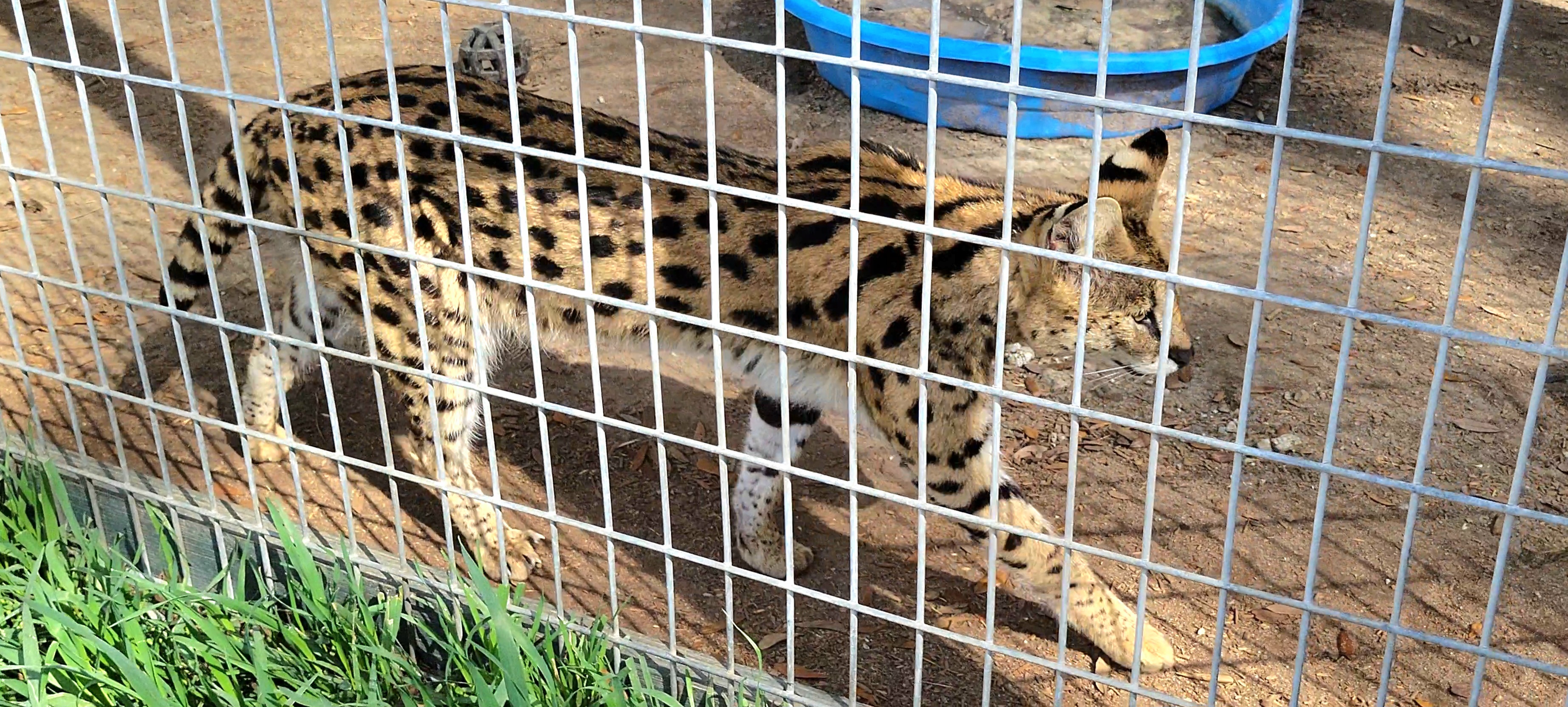 Serval - Bee City Zoo - March 2025