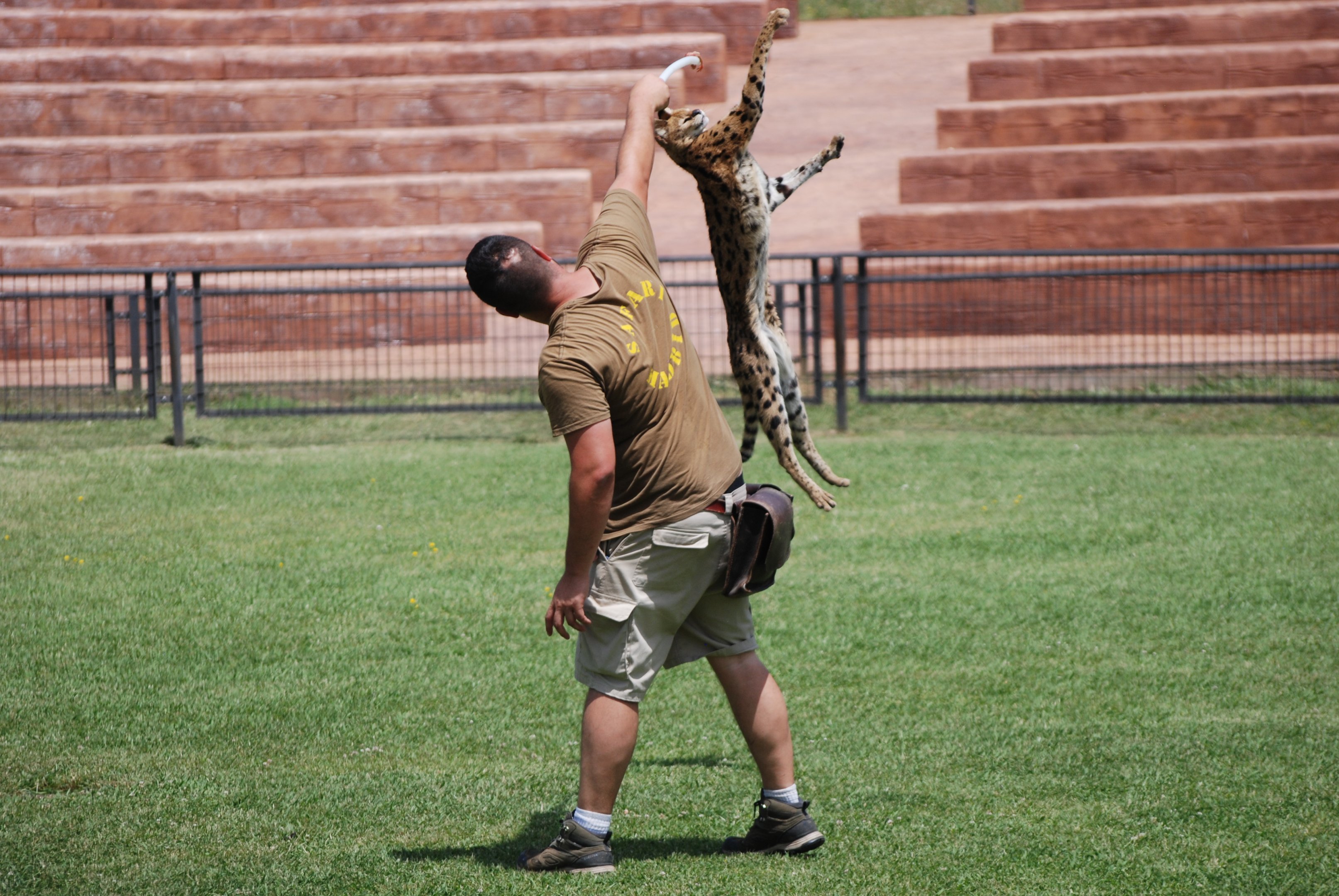 Serval - Bird of Prey Show at Safari Madrid, 19th May 2022