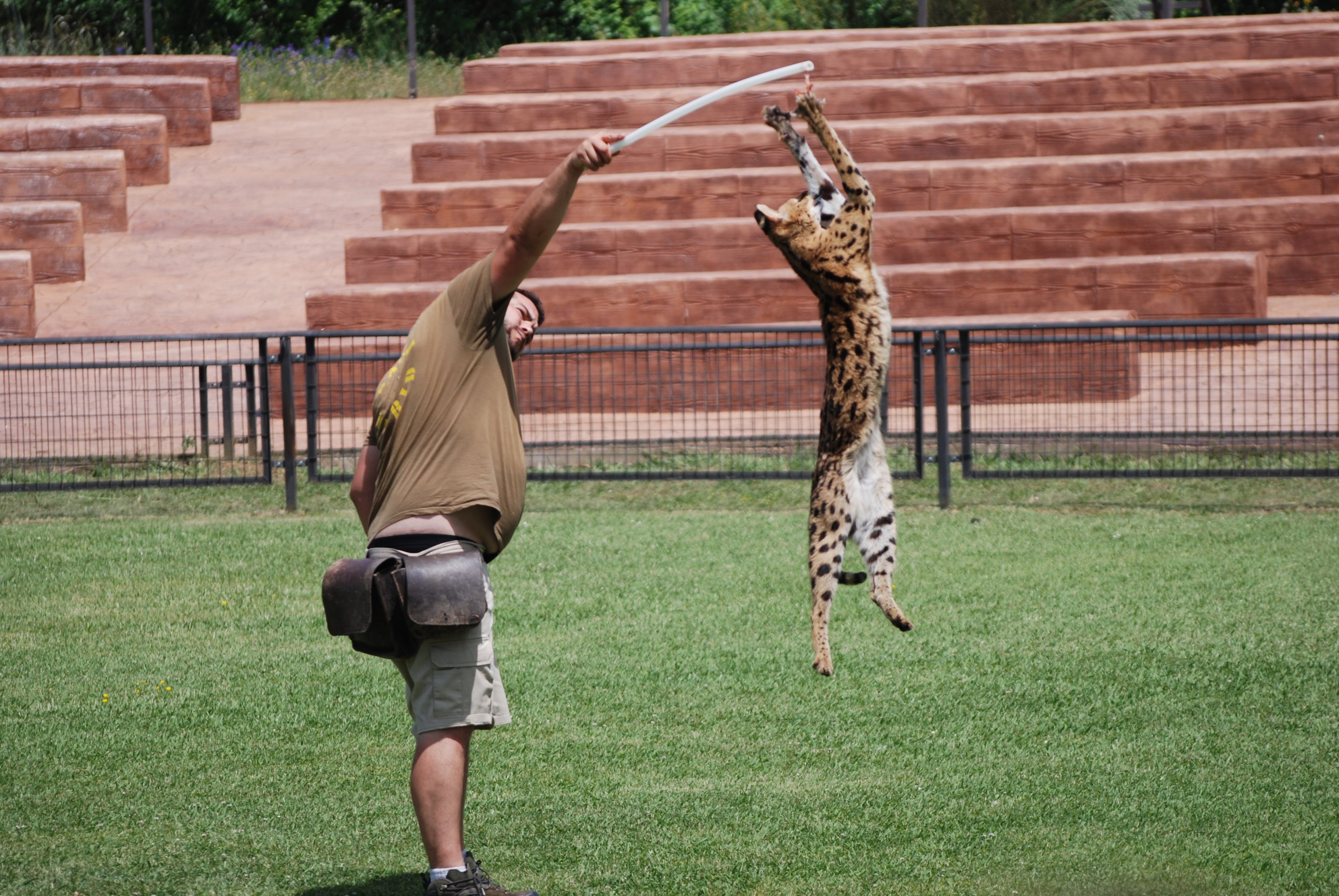 Serval - Bird of Prey Show at Safari Madrid, 19th May 2022