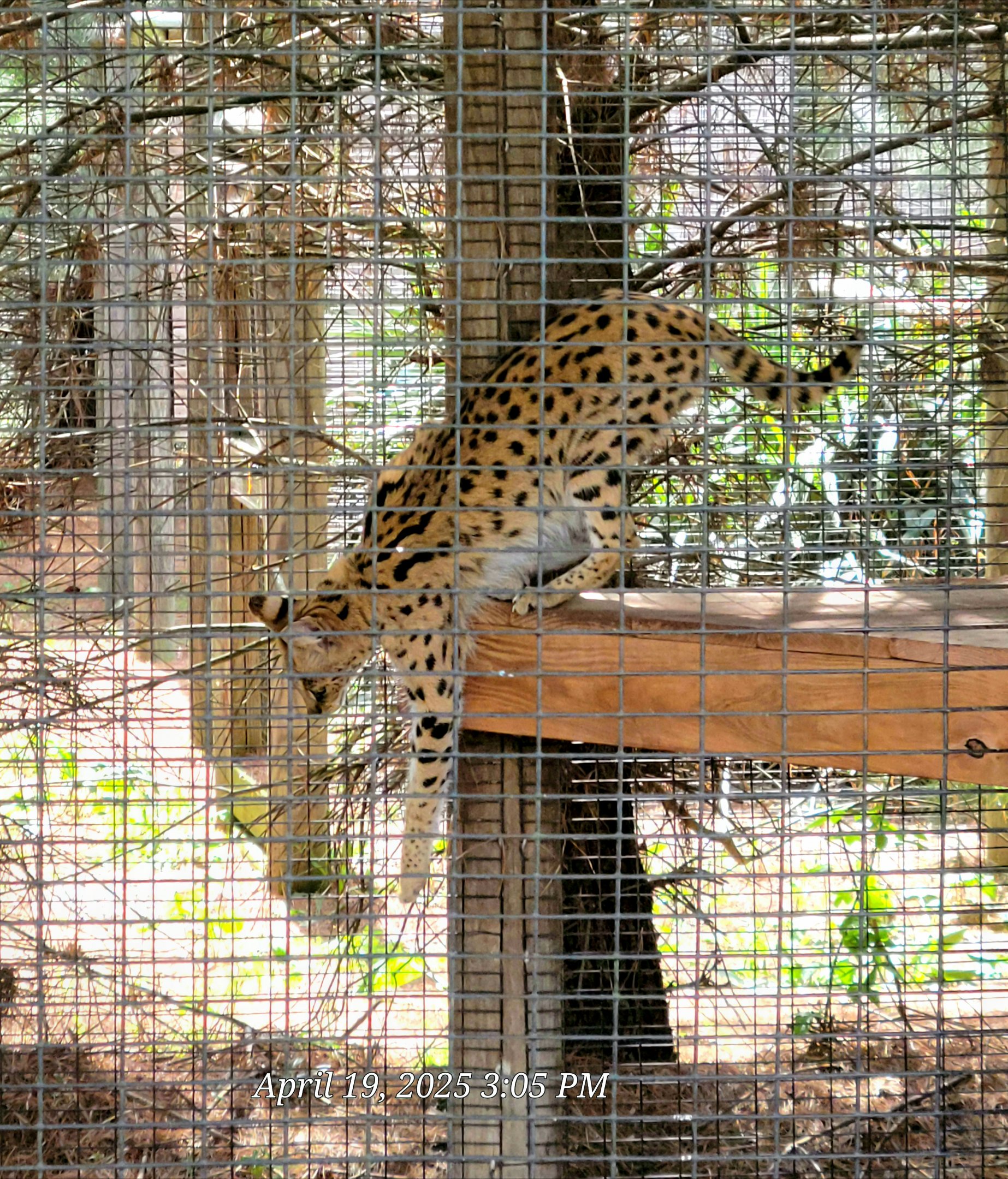 Serval-Bright's Zoo-April 2025