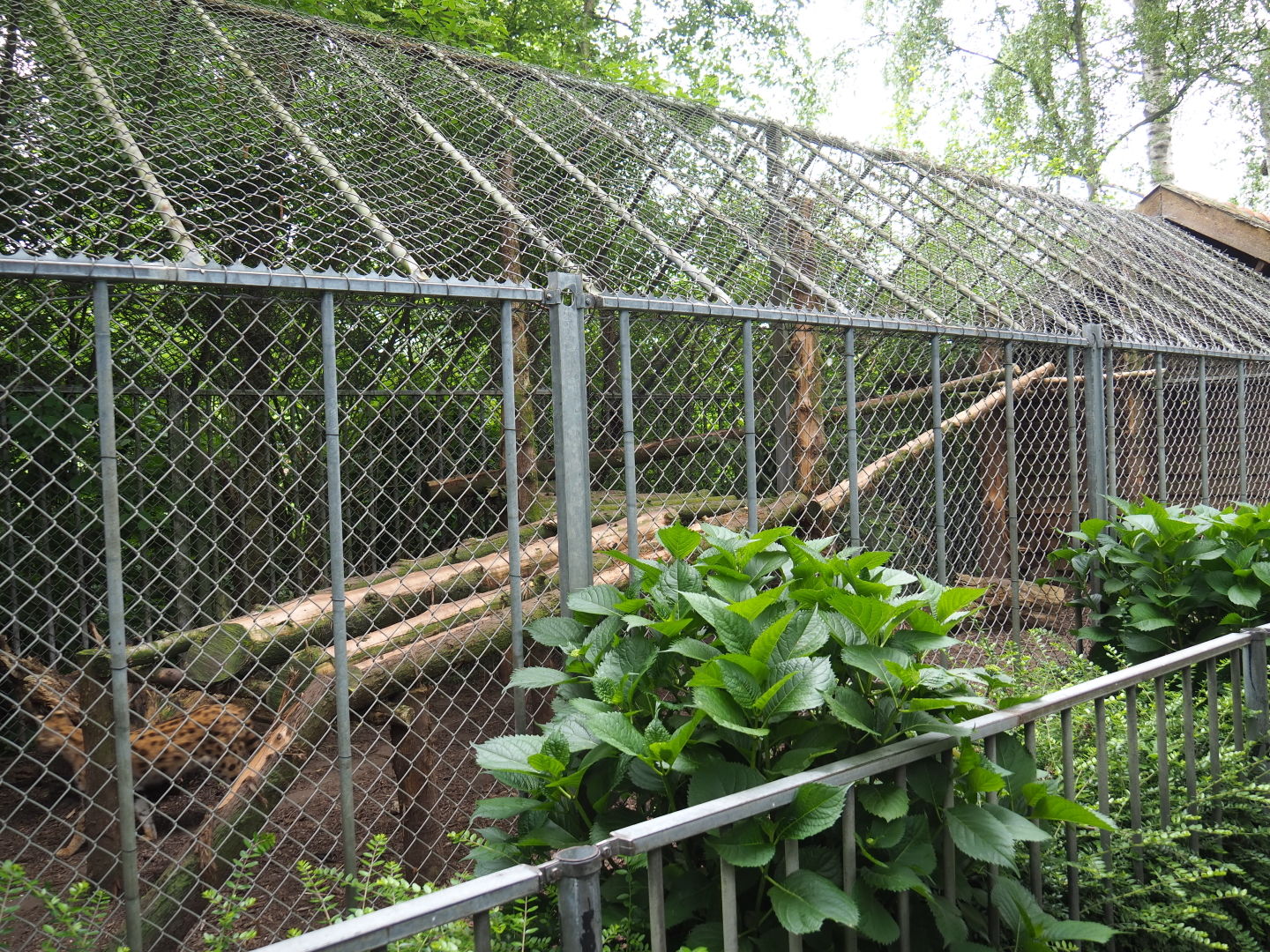 Serval cage, 2019-05-25