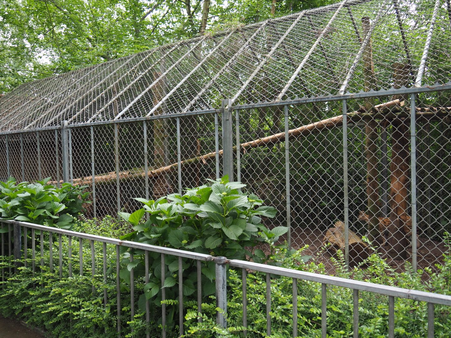 Serval cage, 2019-05-25