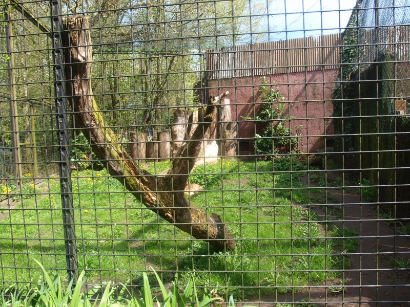 Serval cage (April 19th, 2015)