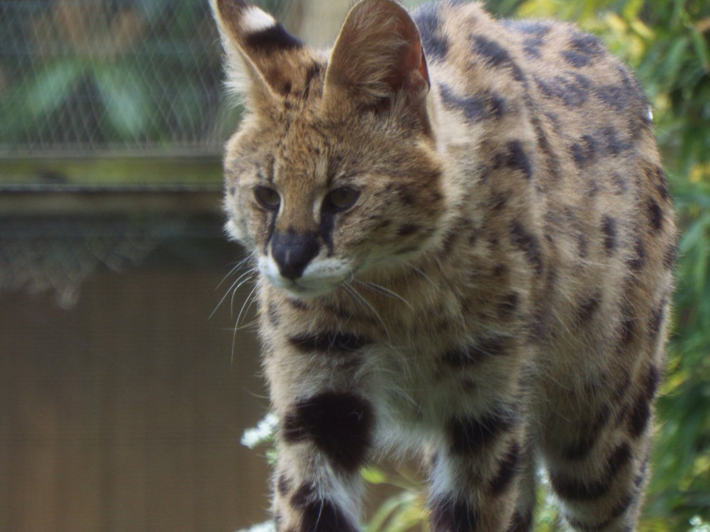 Serval, Call of the Wild