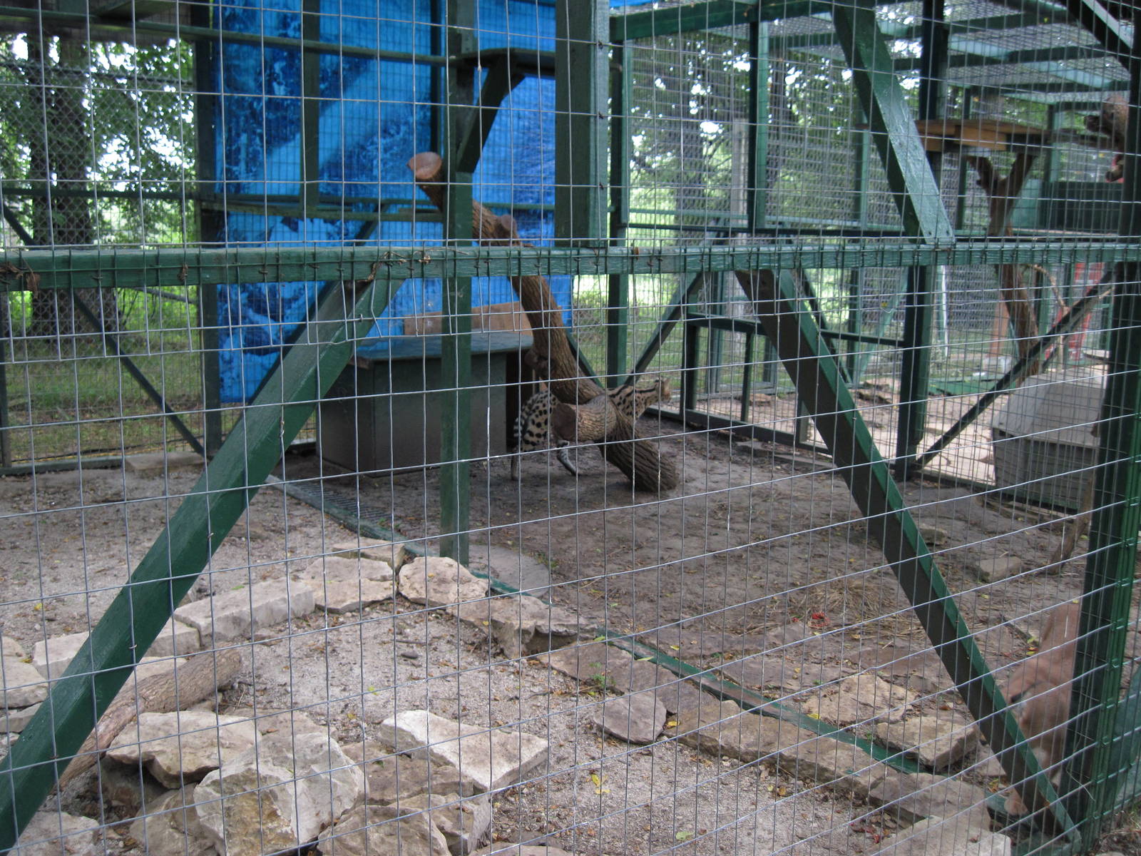 Serval/Caracal Enclosure