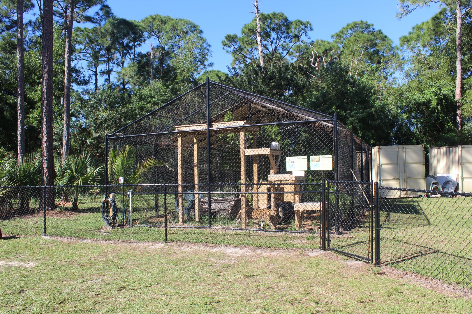 Serval & Caracal Enclosure