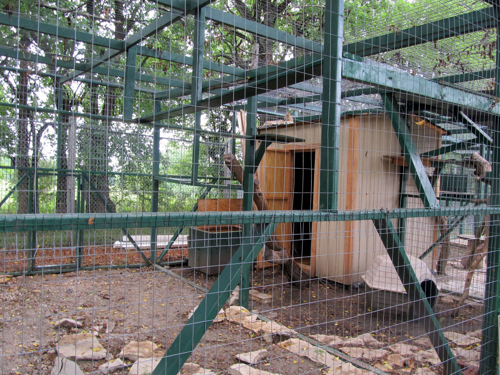Serval/Caracal Exhibit