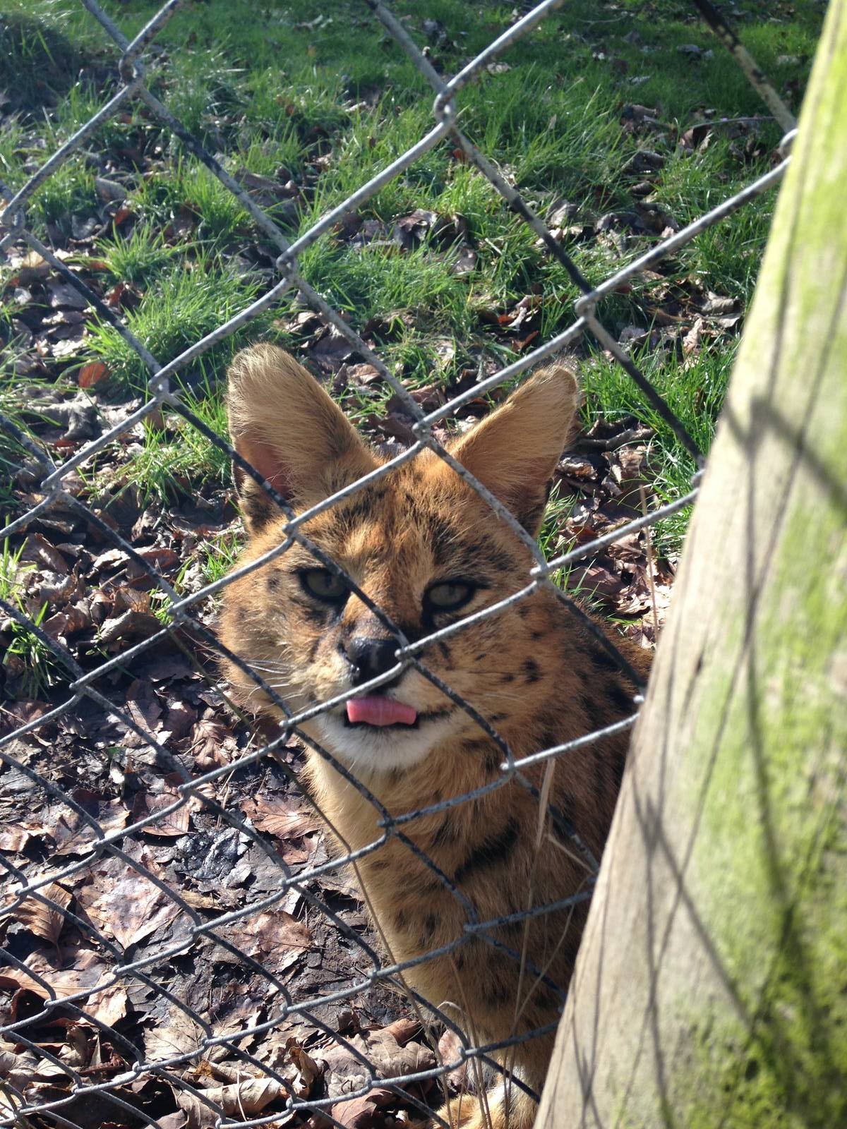 Serval Chester Zoo 22nd February