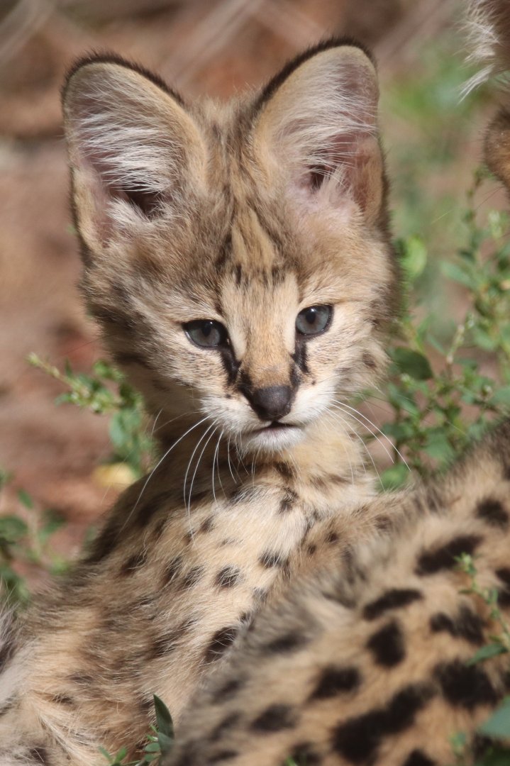 Serval cub
