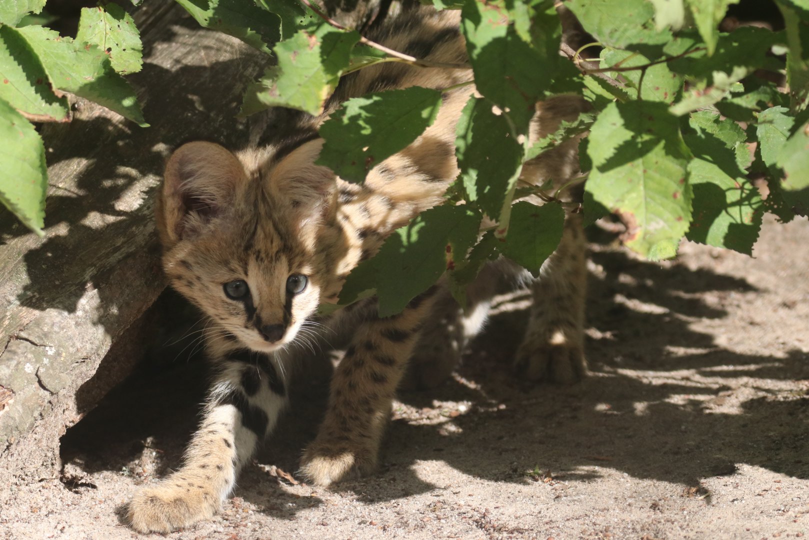 Serval cub