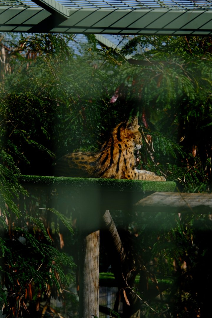 Serval - Darling Downs Zoo