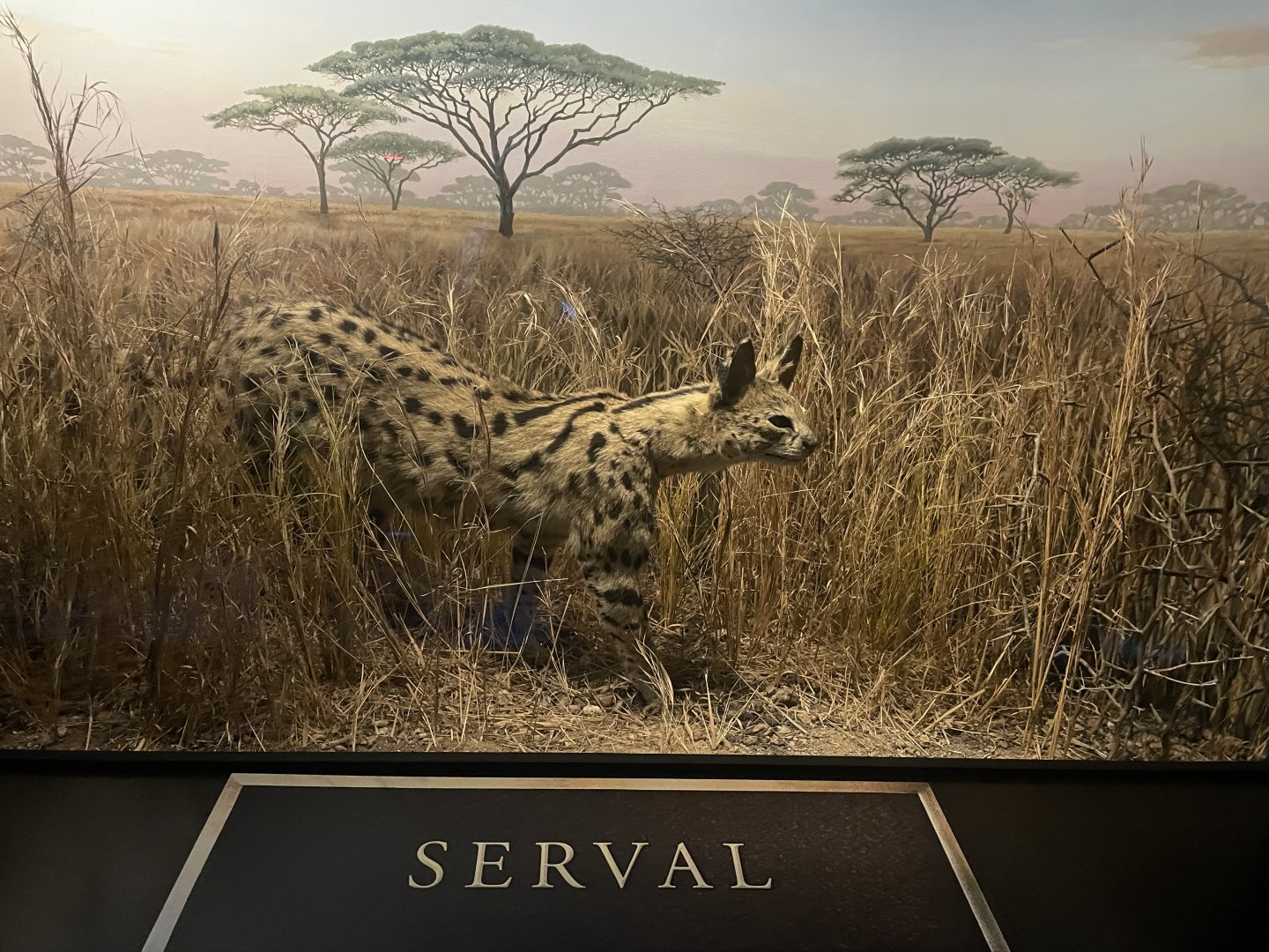Serval Diorama