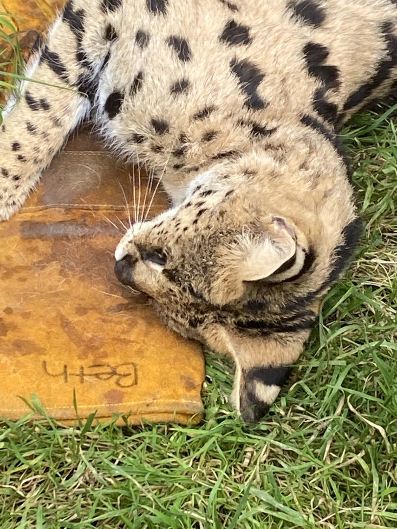 Serval (during Animal Experience) 100920