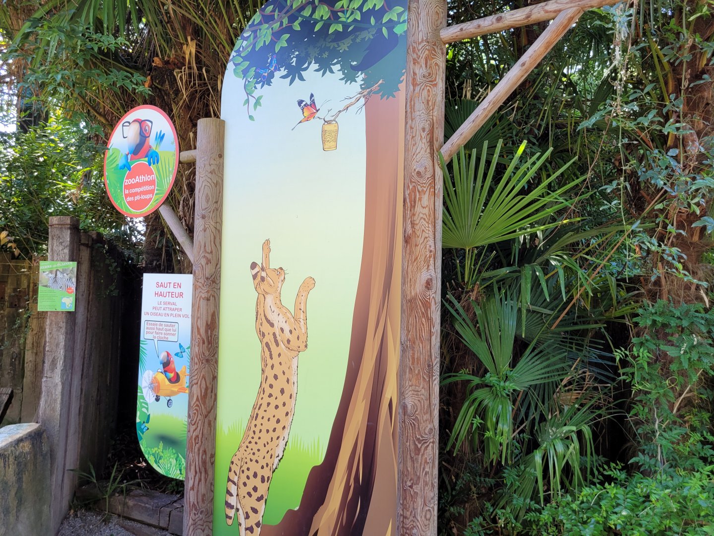 Serval educative display -Zoo d'Asson (2022)