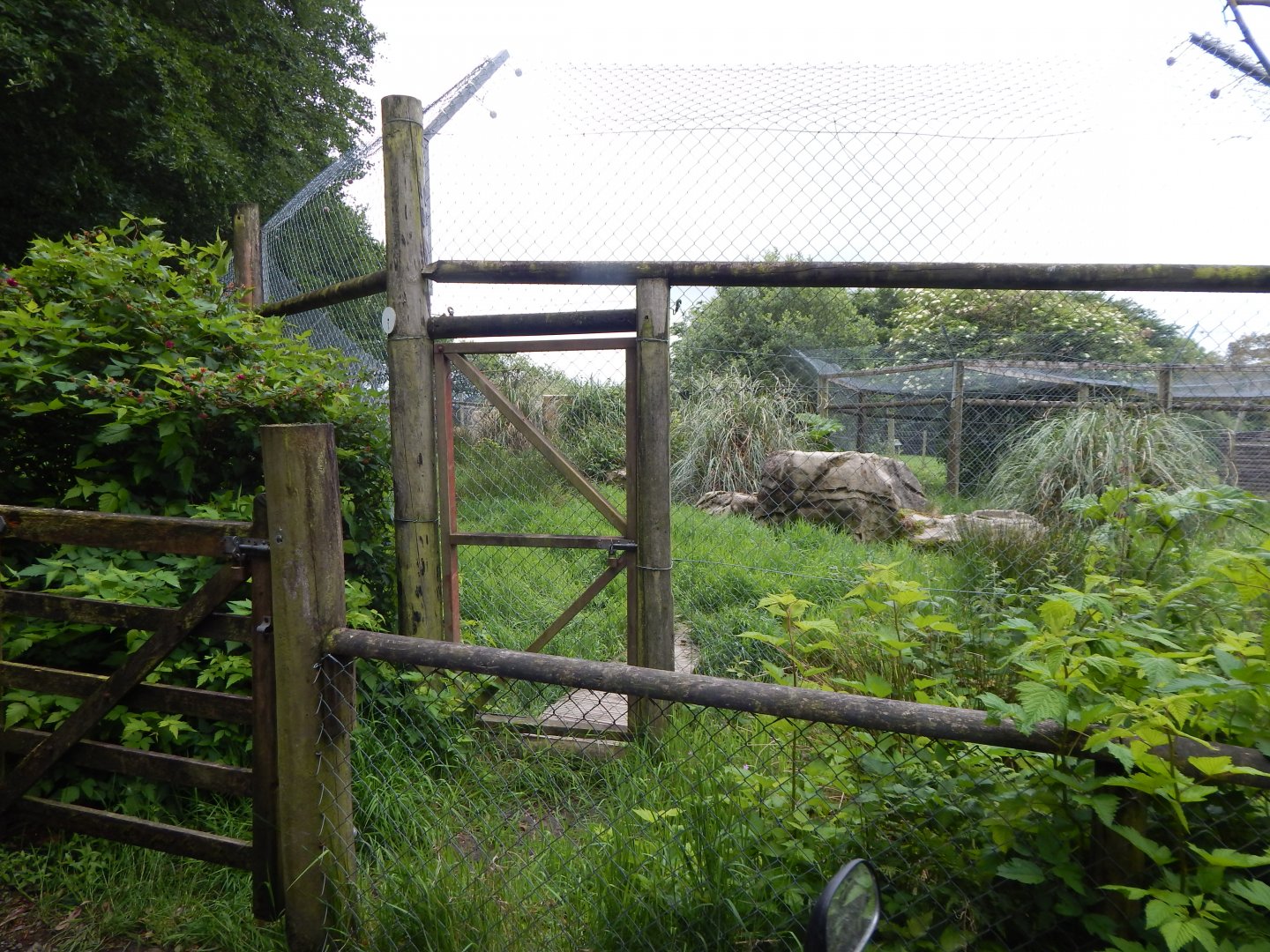 Serval enclosure 050625