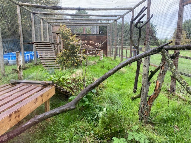 Serval enclosure 051122