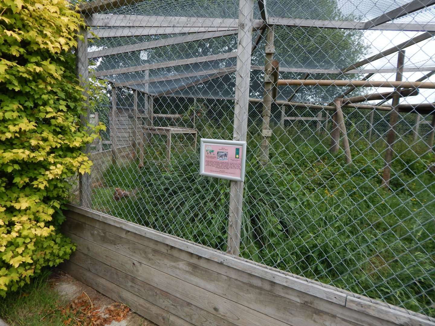 Serval enclosure 060625