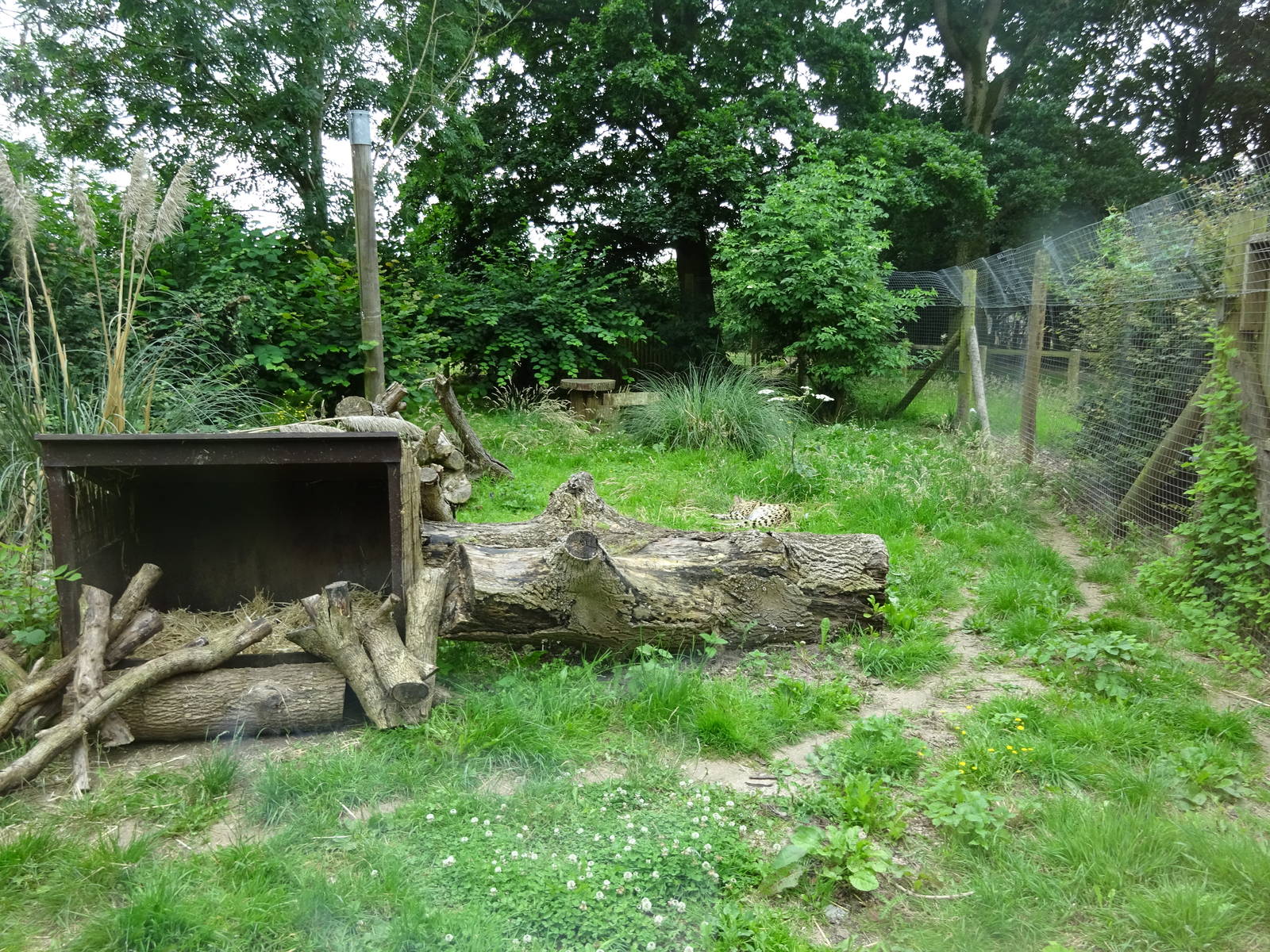 Serval enclosure 090716