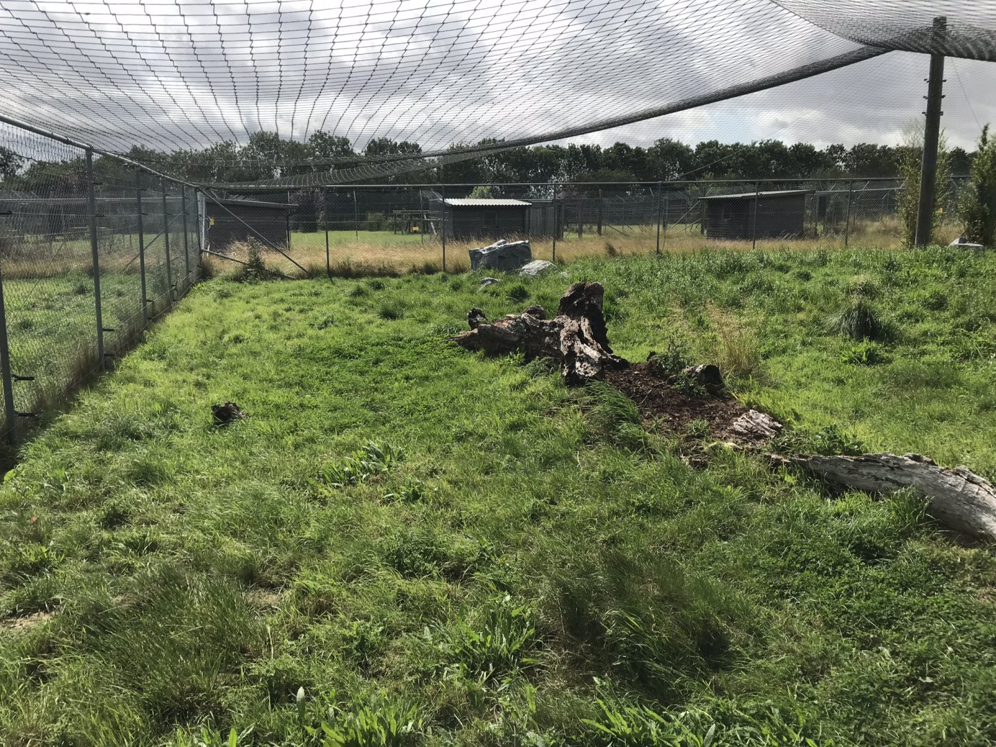 Serval enclosure 100819