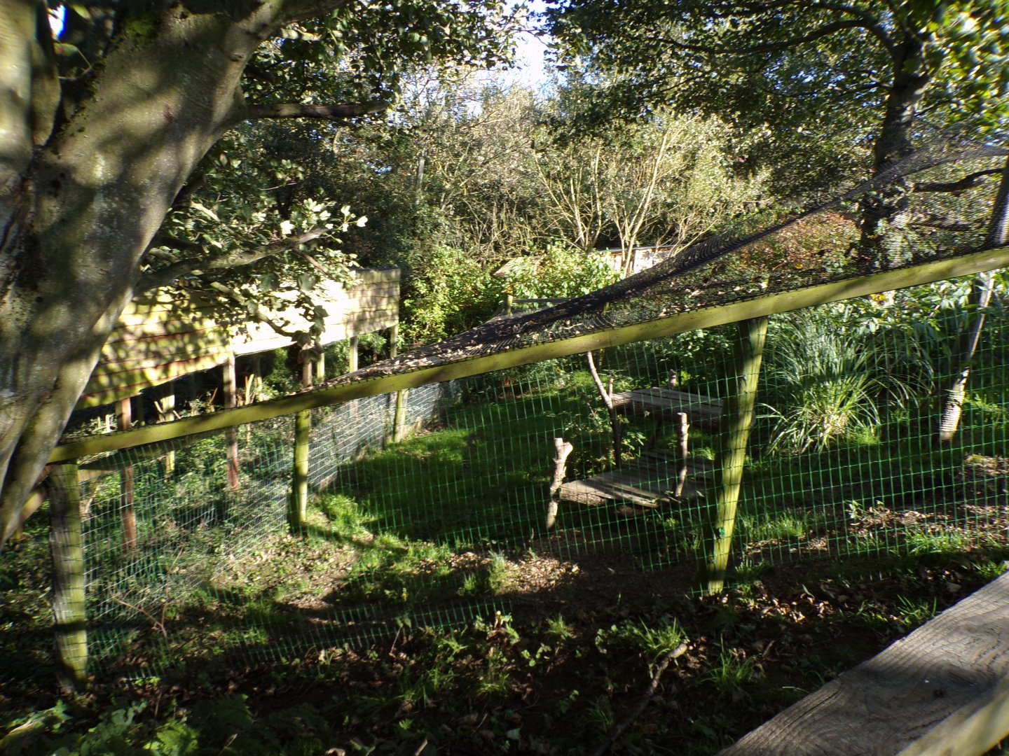 Serval enclosure 14.10.23