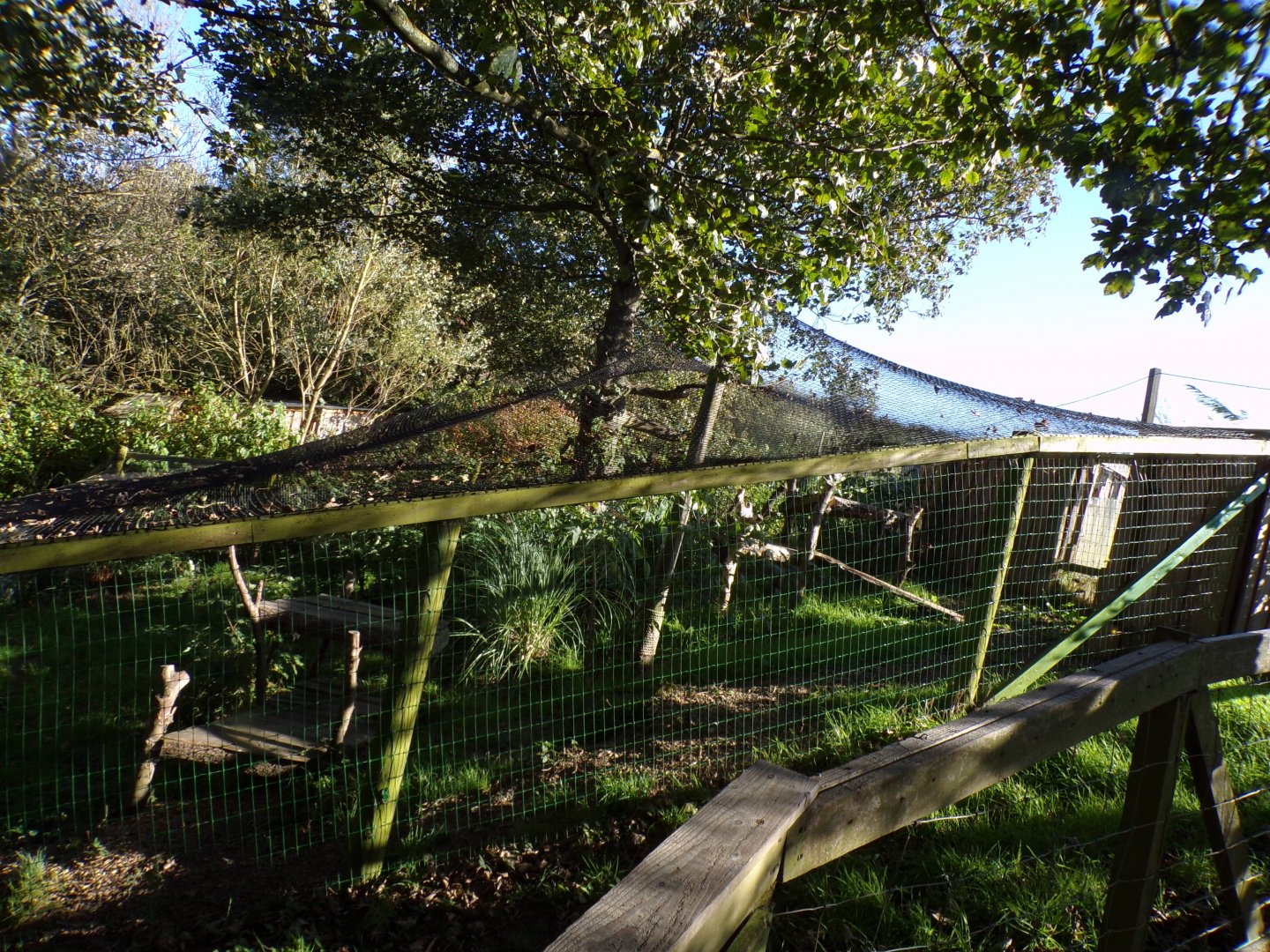 Serval enclosure 14.10.23