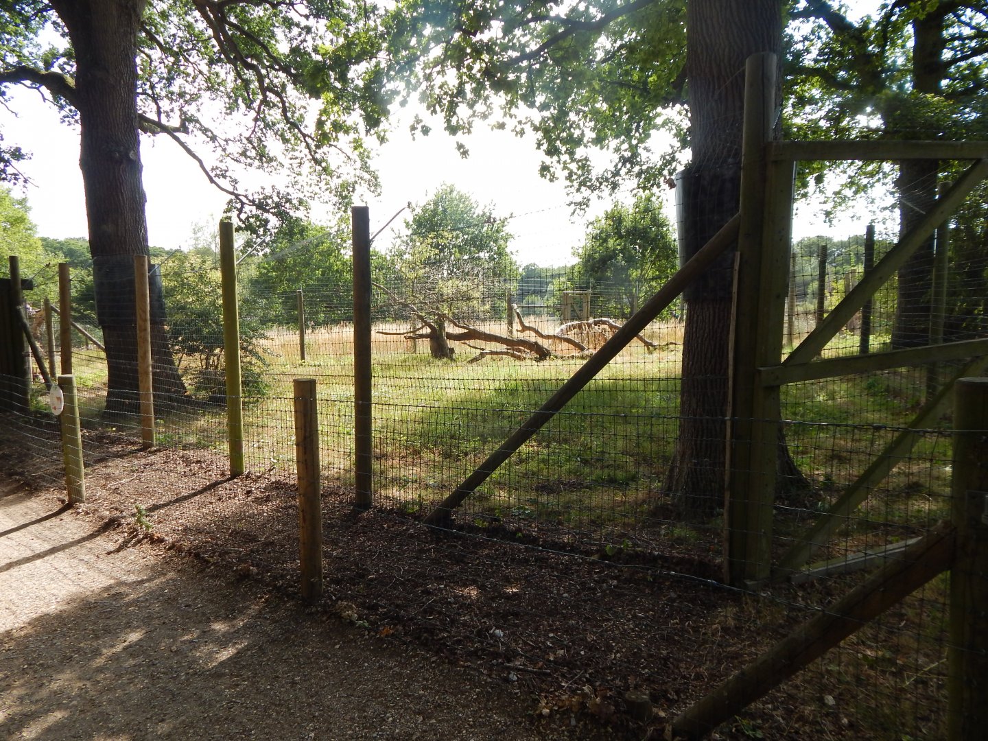 Serval enclosure 150725