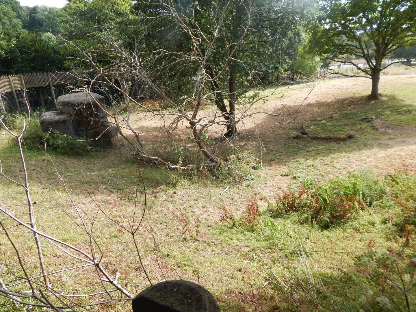 Serval Enclosure 150725