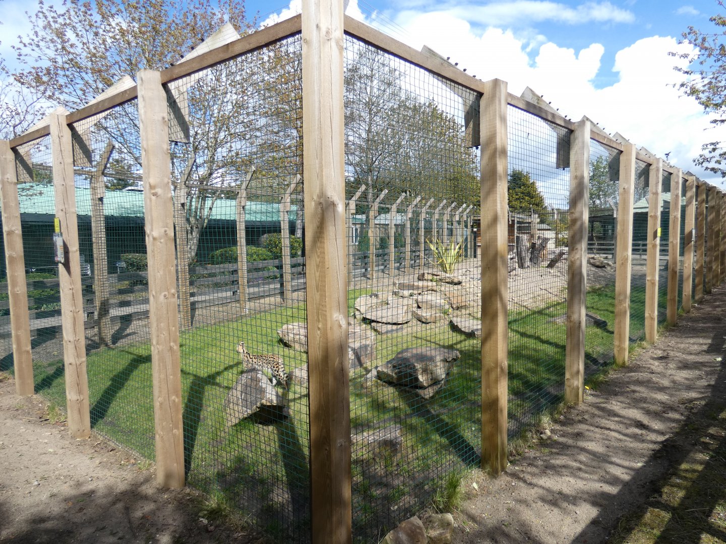 Serval enclosure (2)