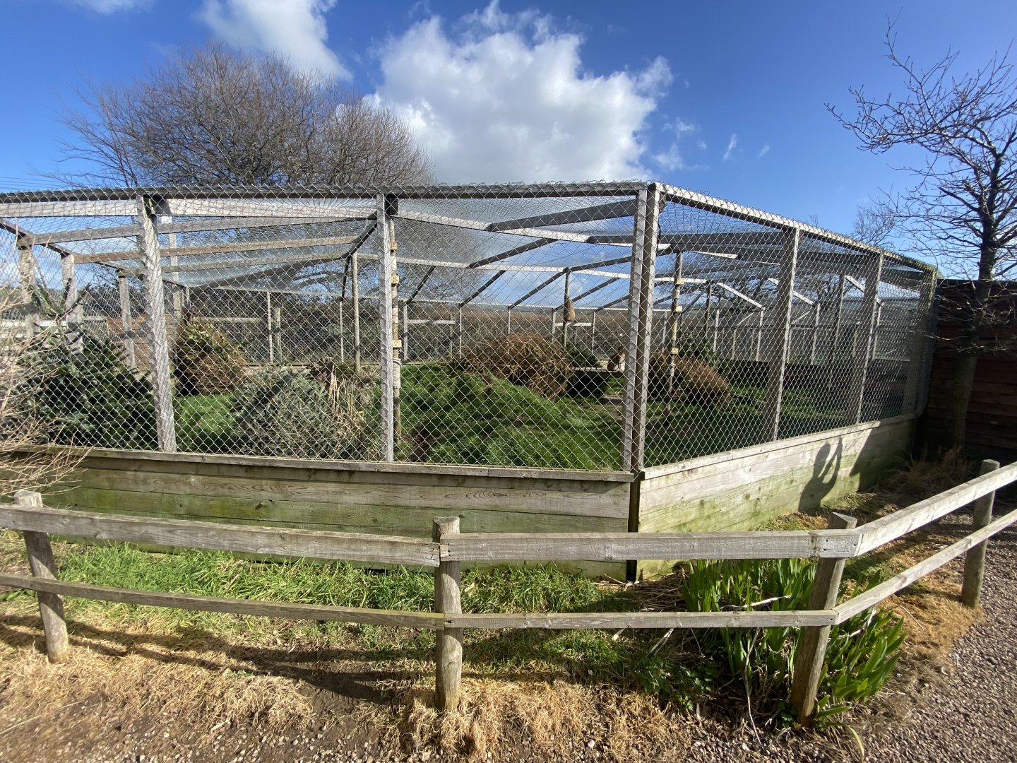 Serval enclosure 250222