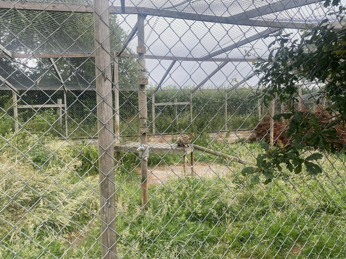 Serval enclosure 300623