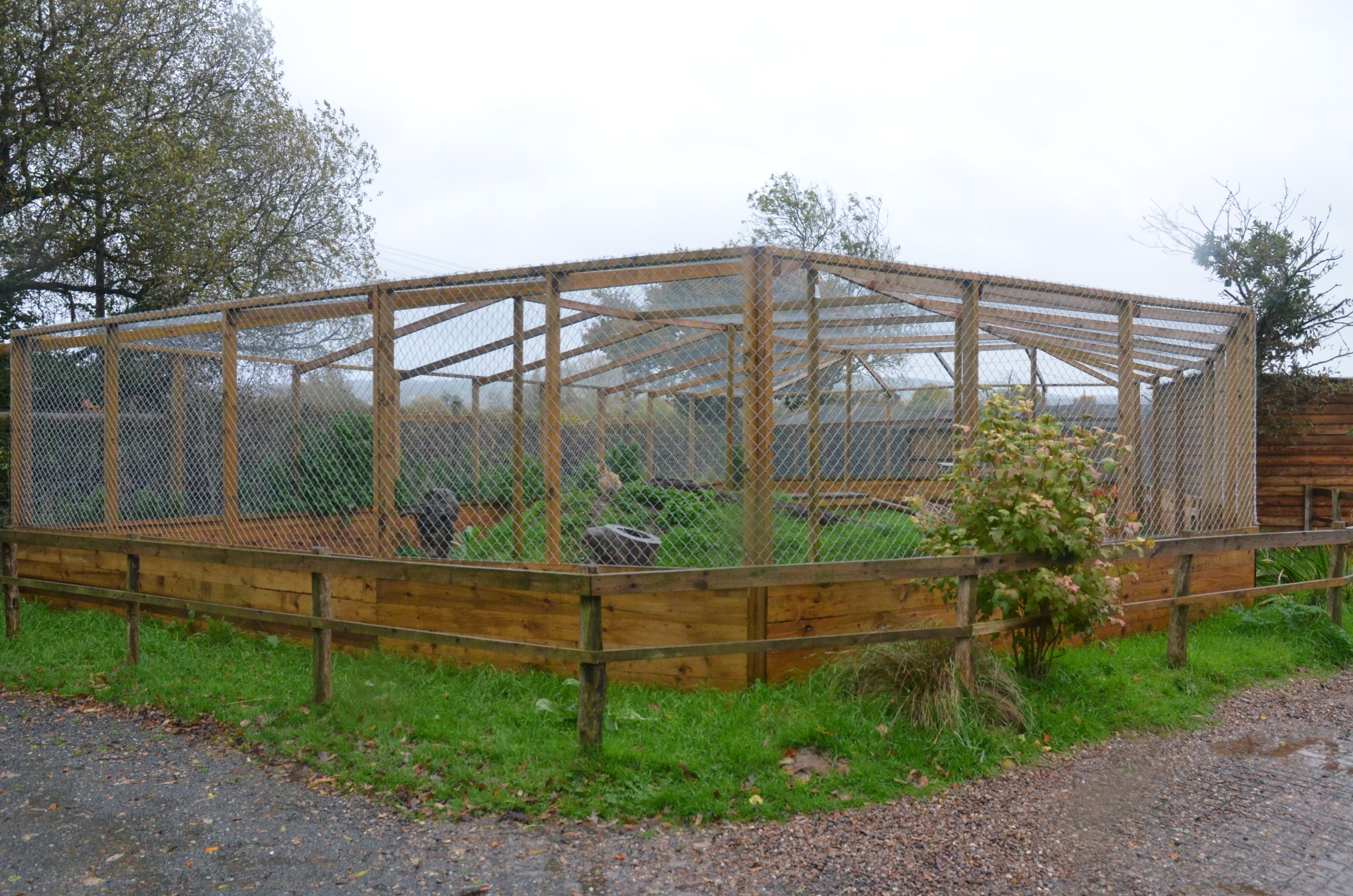 Serval Enclosure at Axe Valley, 02/11/19