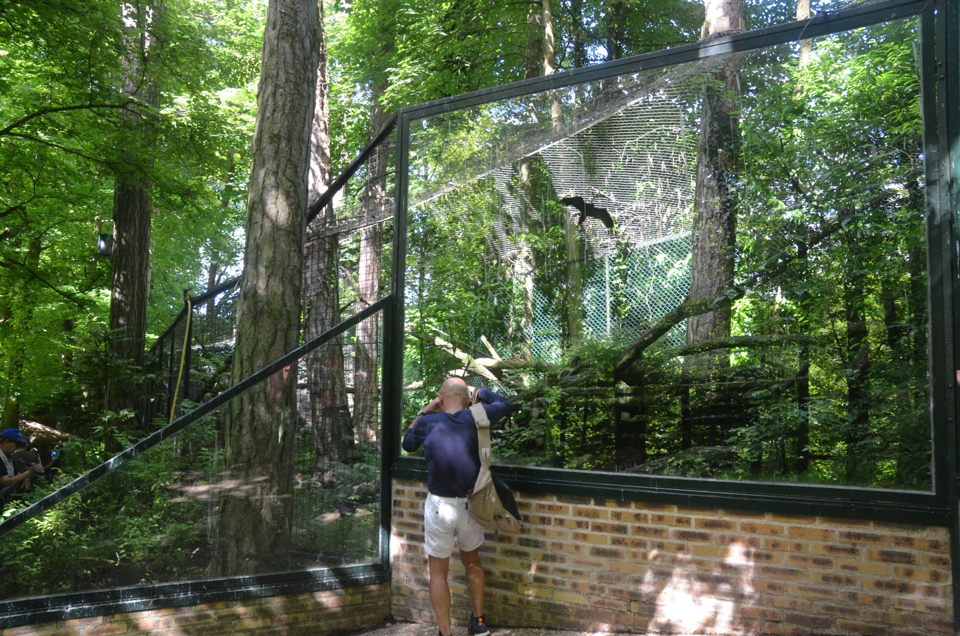 Serval Enclosure at Beauval, 12/06/18