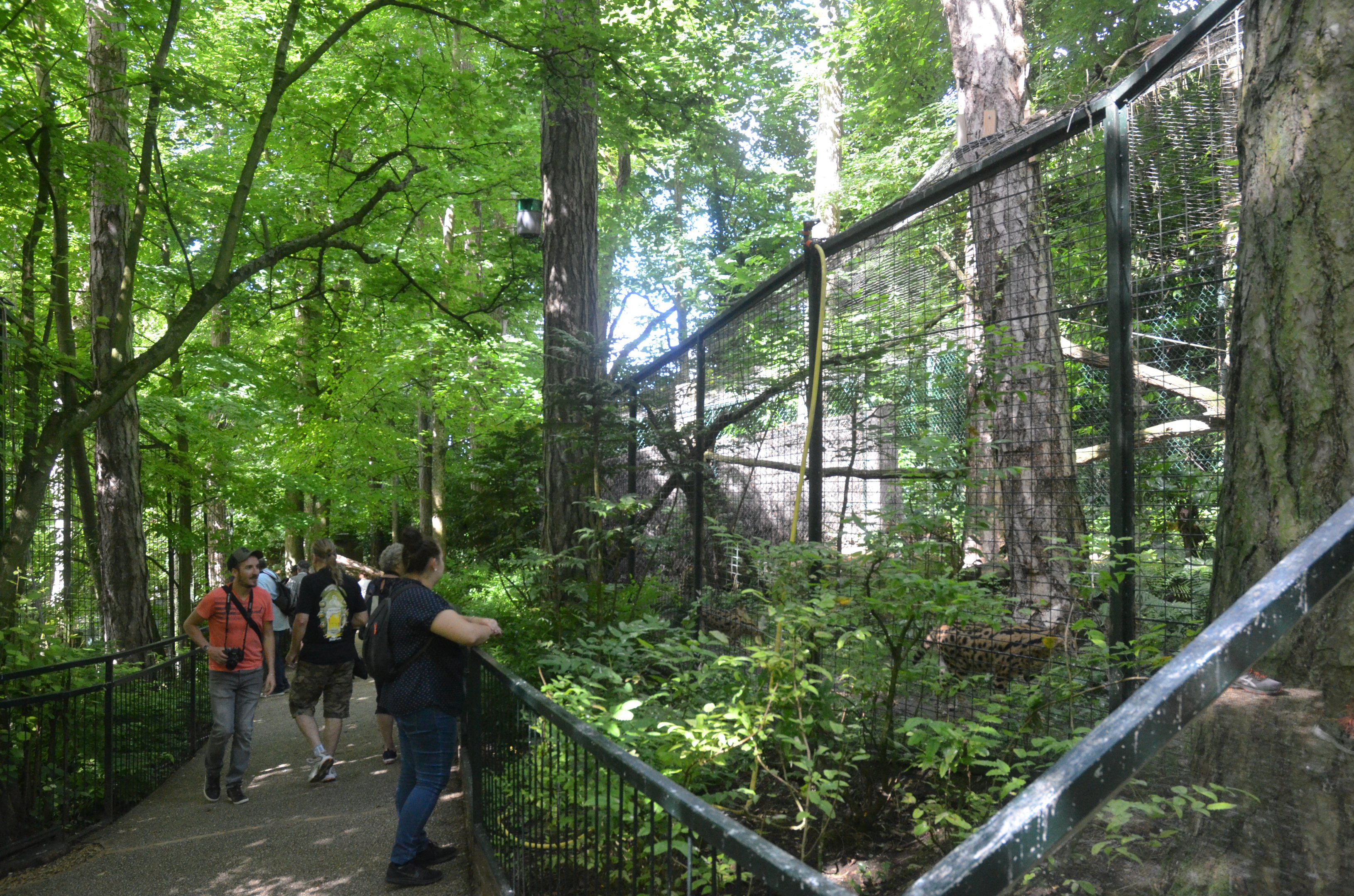 Serval Enclosure at Beauval, 12/06/18