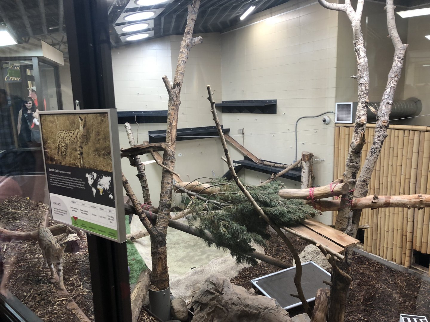 Serval Enclosure at Edmonton Valley Zoo (July 2022)