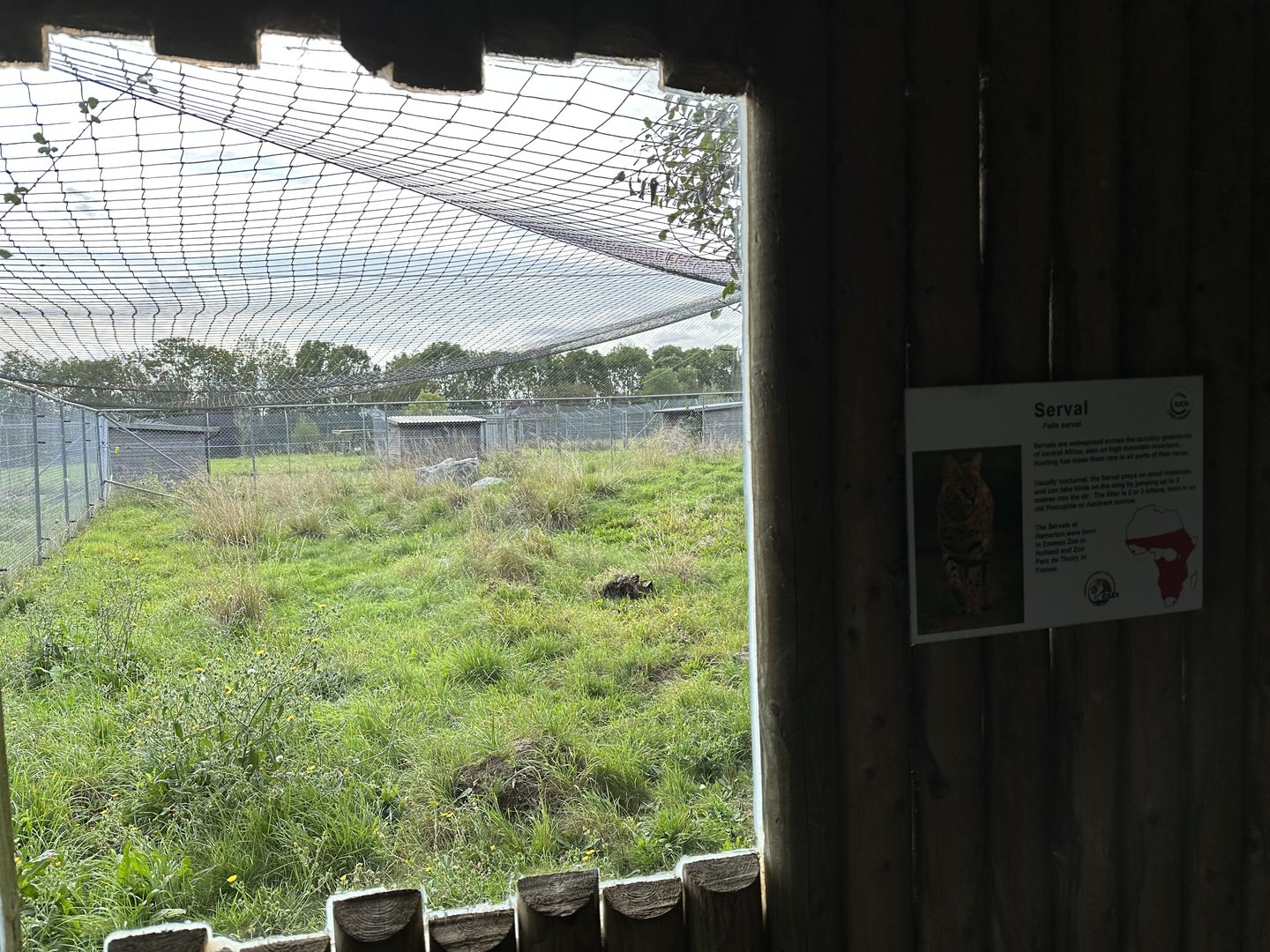 Serval Enclosure at Hamerton Zoo Park (October 2023)