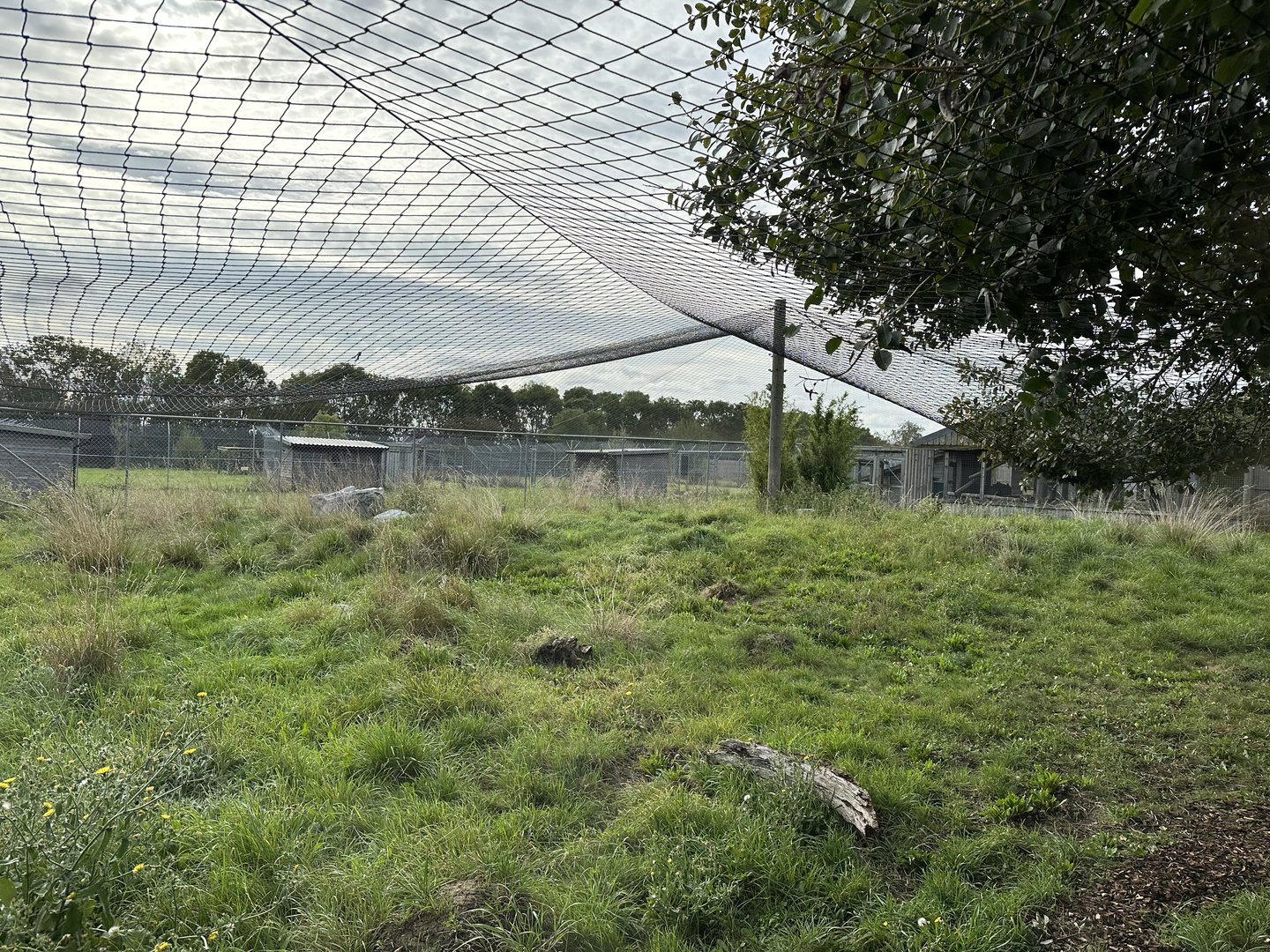 Serval Enclosure at Hamerton Zoo Park (October 2023)