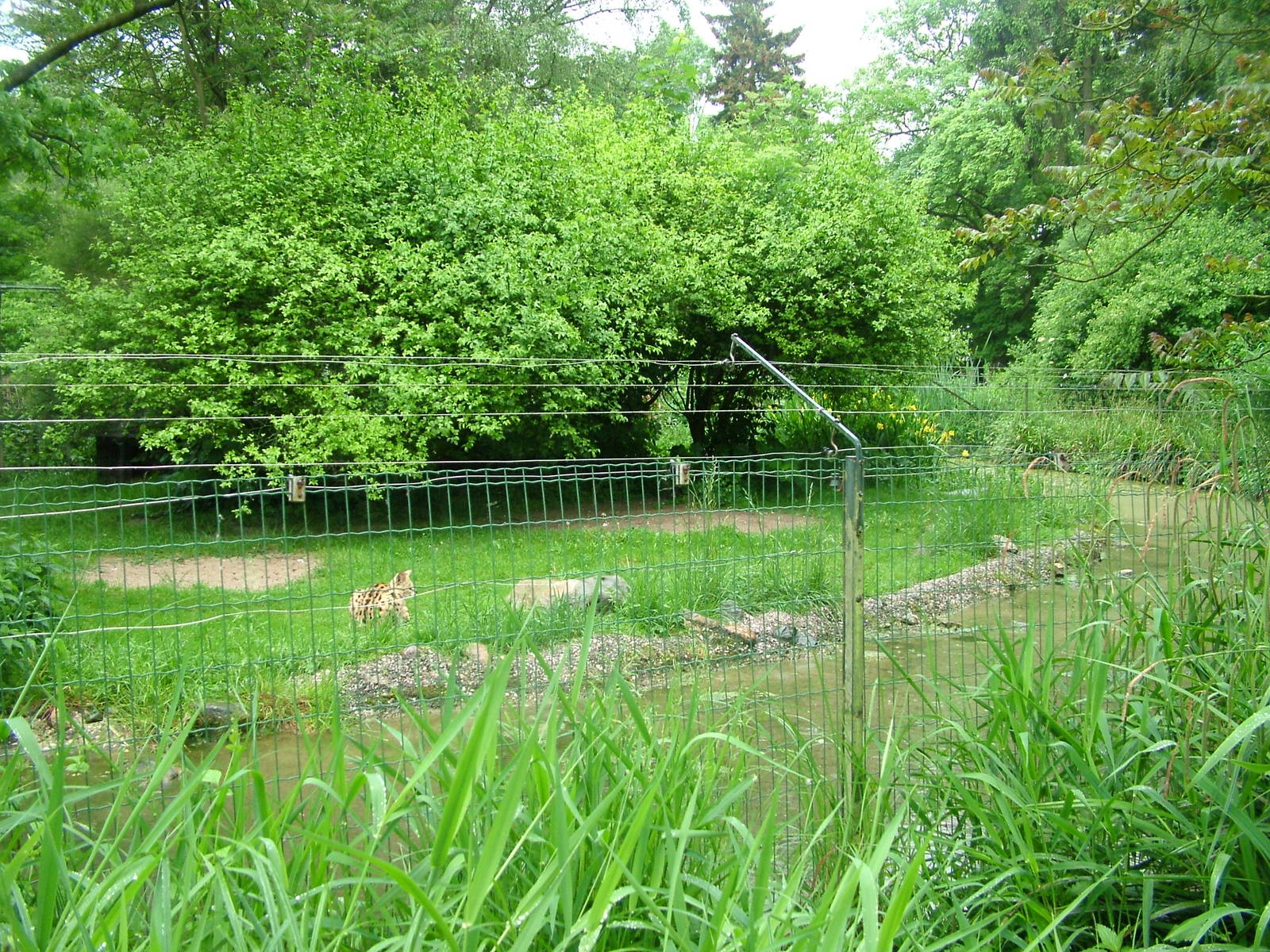 Serval enclosure at Krefeld 15/05/09